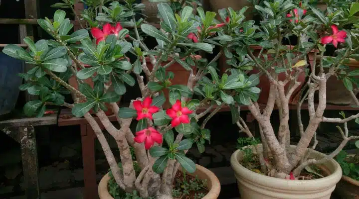 Como Cuidar de Rosa do Deserto no Vaso