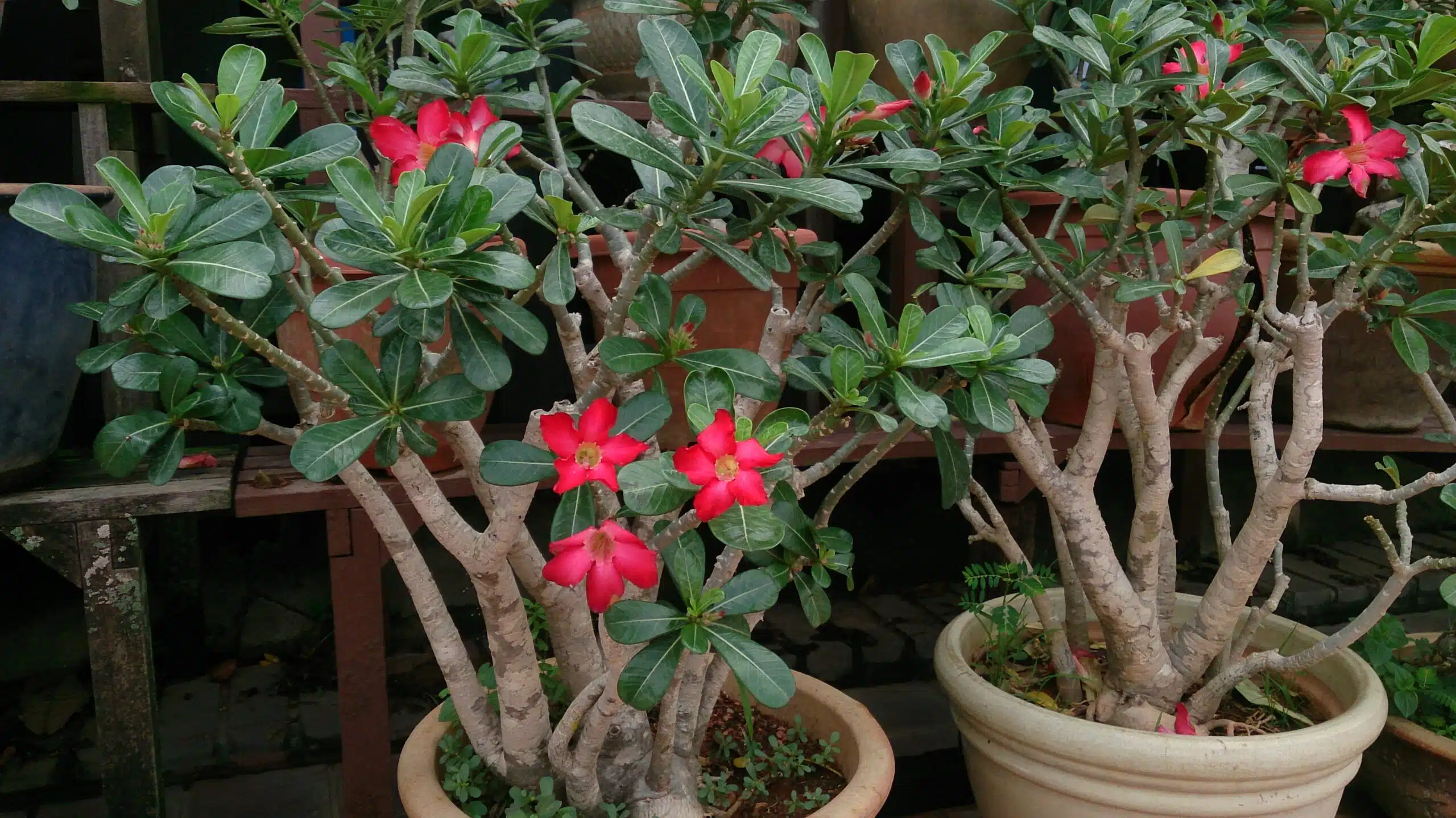 Como Cuidar de Rosa do Deserto no Vaso