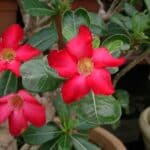 Como Garantir o Equilíbrio Perfeito de Luz para um Crescimento Saudável da Sua Rosa do Deserto