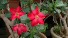 Como Garantir o Equilíbrio Perfeito de Luz para um Crescimento Saudável da Sua Rosa do Deserto