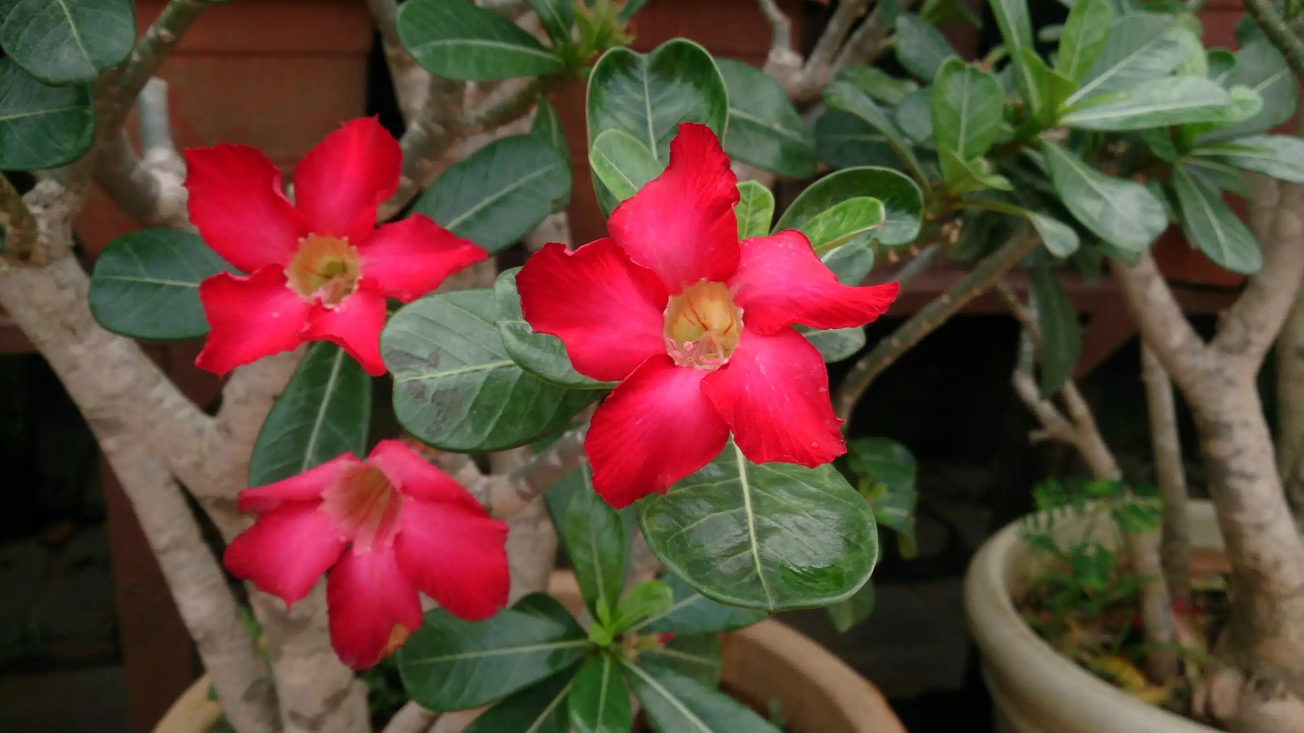 Como Garantir o Equilíbrio Perfeito de Luz para um Crescimento Saudável da Sua Rosa do Deserto