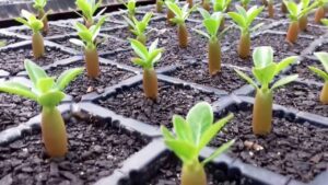 Como Plantar Sementes de Rosas do Deserto Um Guia Completo