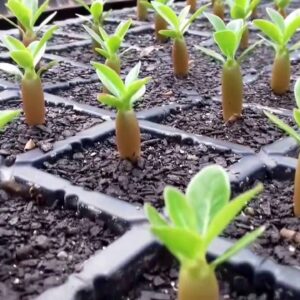 Como Plantar Sementes de Rosas do Deserto: Um Guia Completo