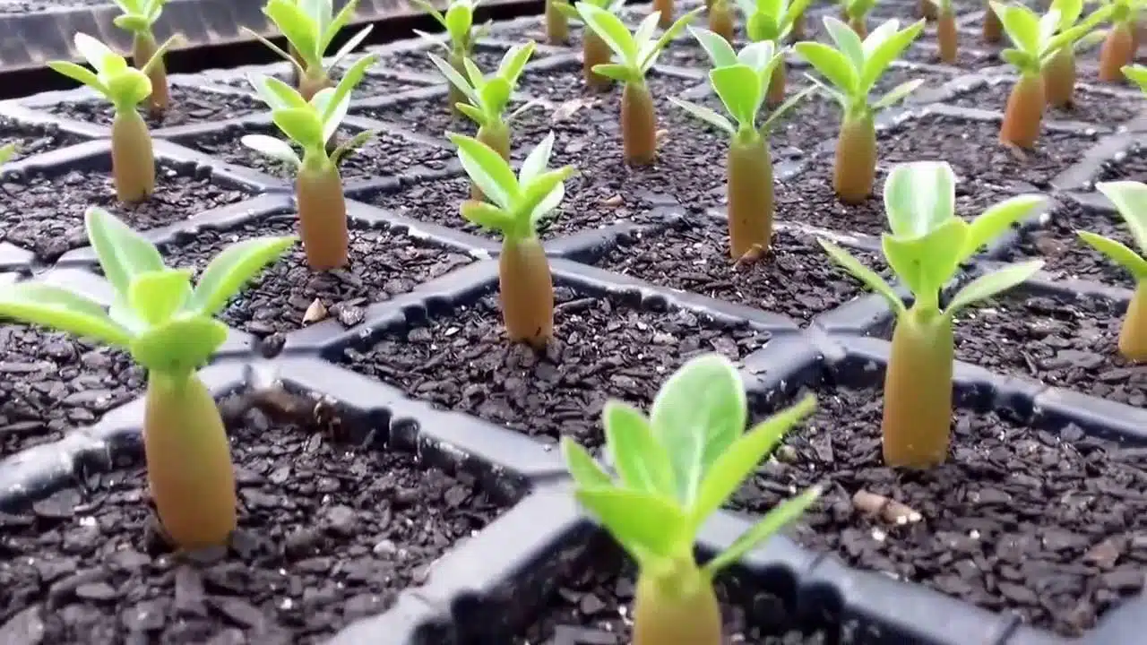 Como Plantar Sementes de Rosas do Deserto Um Guia Completo