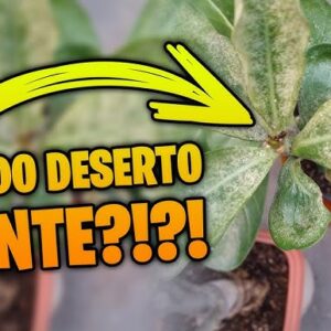 Como Recuperar Rosas do Deserto: Um Guia Completo