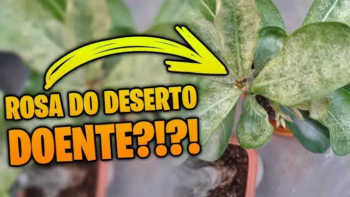 Como Recuperar Rosas do Deserto