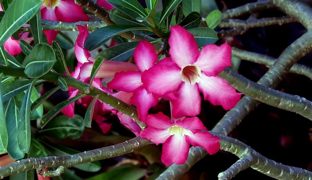 Como Replantar a Rosa do Deserto - Guia passo a passo