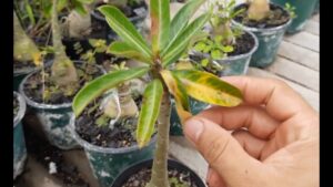Como combater fungos nas folhas nas Rosas do Deserto