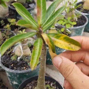 Como combater fungos nas folhas nas Rosas do Deserto