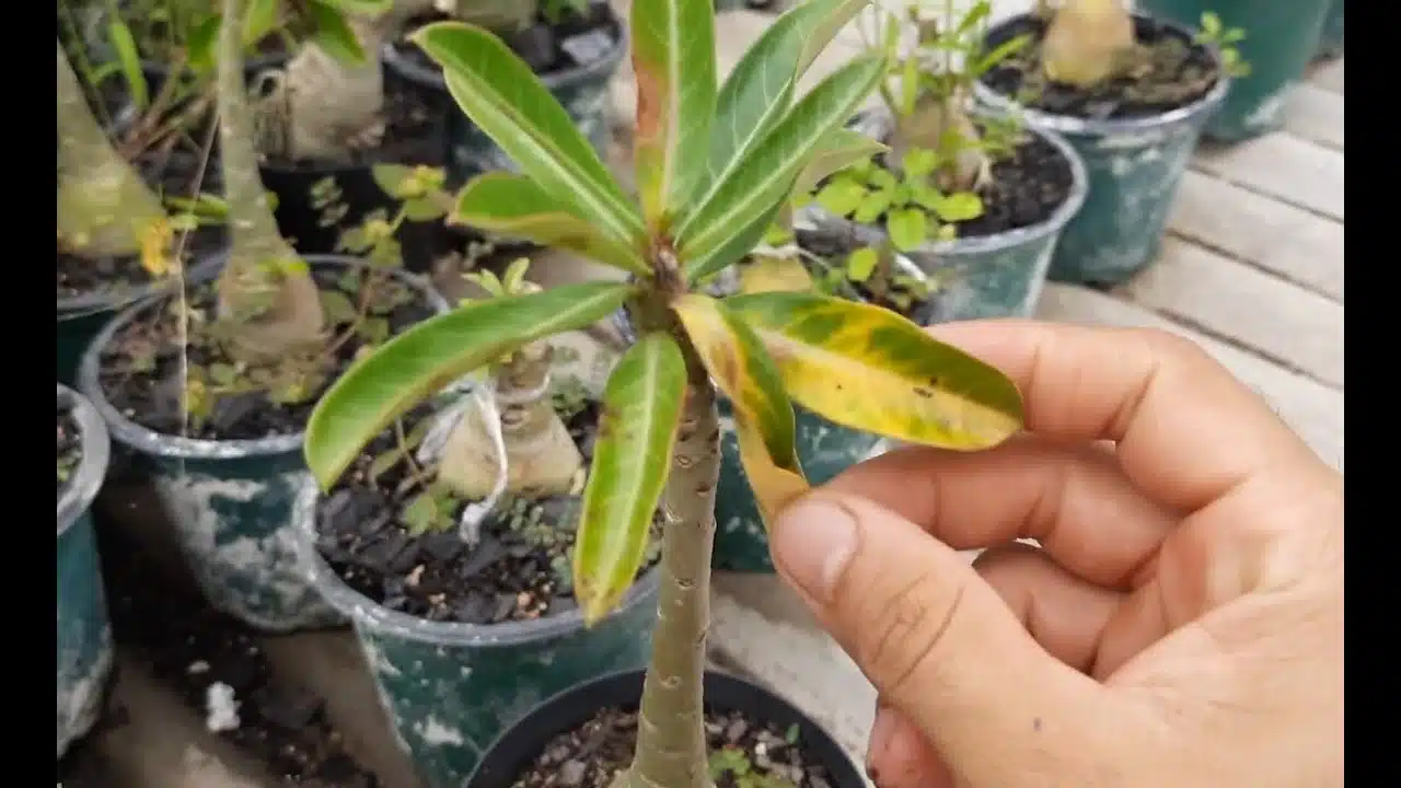 Como combater fungos nas folhas nas Rosas do Deserto