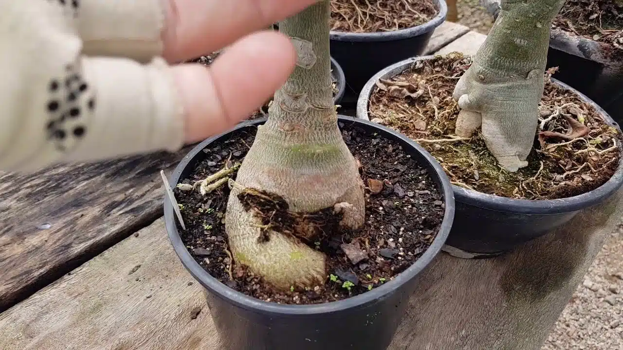 Como recuperar o Caudex Murcho nas Rosas do Deserto