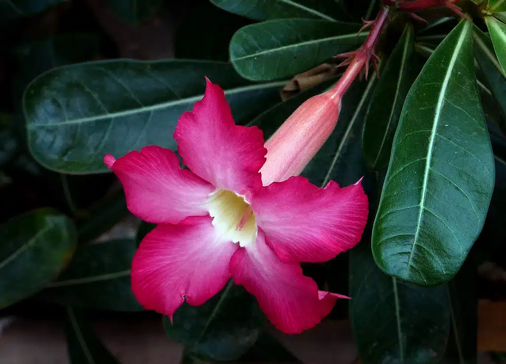 Problemas nas Folhas das Rosas do Deserto Soluções eficazes