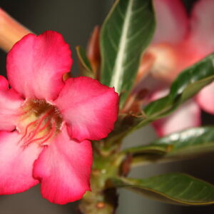 Quanto Tempo a Rosa do Deserto Leva para Crescer: Um Guia Completo
