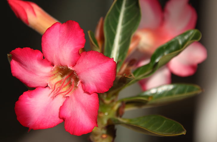 Quanto Tempo a Rosa do Deserto Leva para Crescer: Um Guia Completo