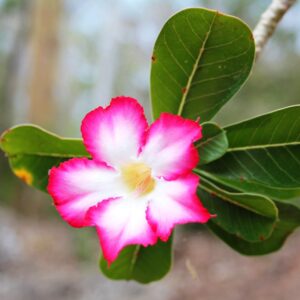 Rosa do Deserto: Cuidados e Cultivo Sob o Sol