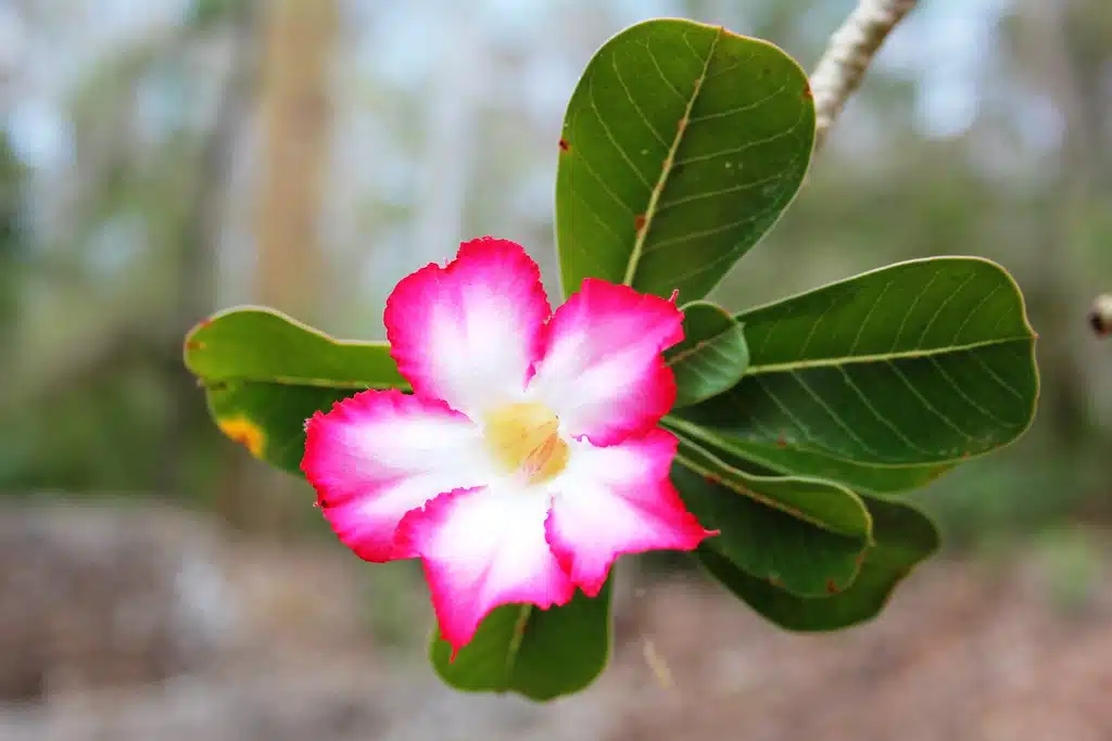 Rosa do Deserto Cuidados e Cultivo Sob o Sol