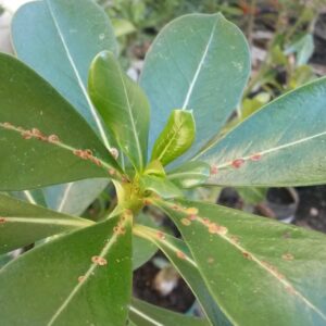 Rosa do Deserto com Pulgão: Como Combater essa Praga de Forma Natural