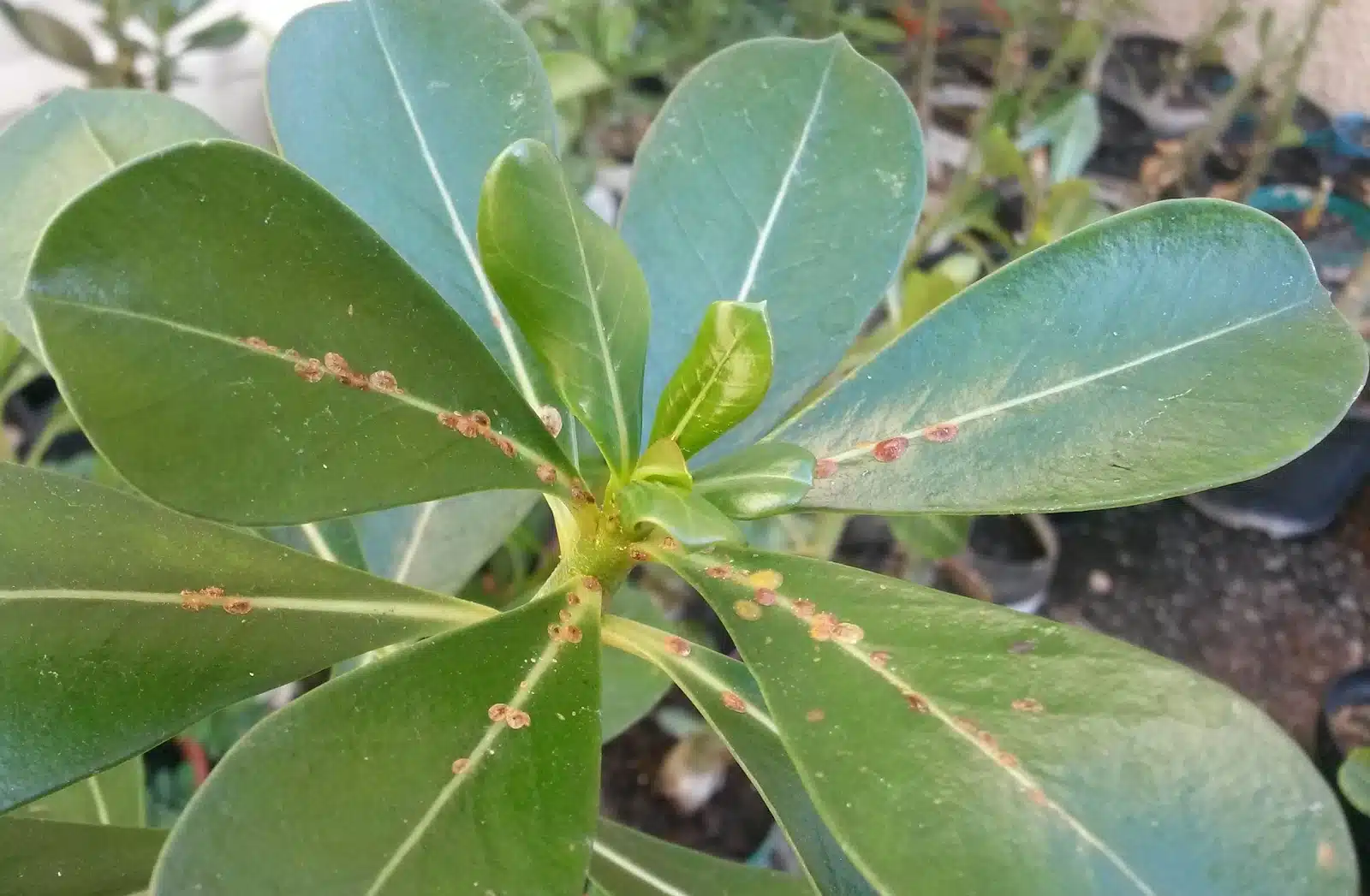 Rosa do Deserto com Pulgão Como Combater essa Praga de Forma Natural