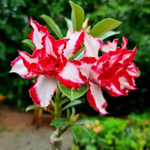 Características das Rosas do Deserto Ferrari e Cuidados Específicos