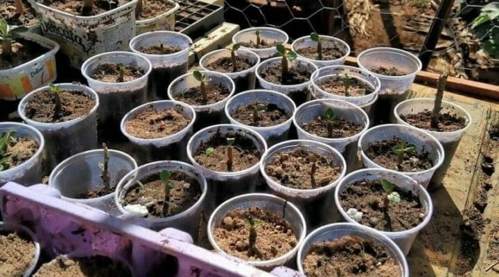 Sementes de Rosas do Deserto: Guia Completo para Cultivar Beleza Exótica