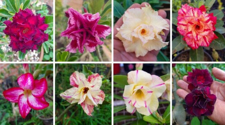 Tipos de Rosas do Deserto: Um Guia Completo