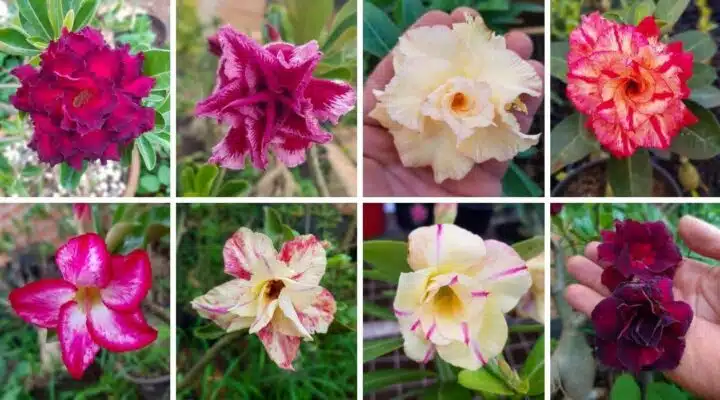 Tipos de Rosas do Deserto: Um Guia Completo