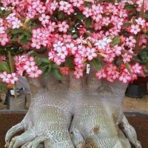 Tipos de Rosas do Deserto Grandes