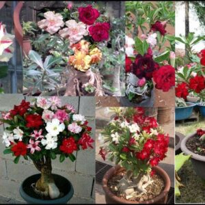 Tudo Sobre Enxertos em Rosas do Deserto: Cores, Cuidados e Curiosidades