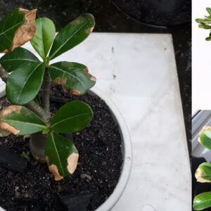 Como tratar folhas queimadas nas Rosas do Deserto