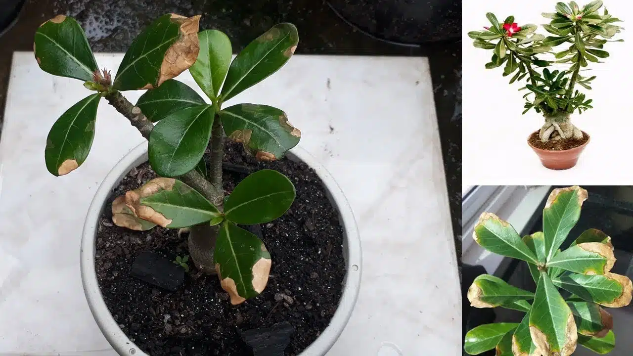 tratar folhas queimadas nas Rosas do Deserto