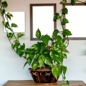 7 Plantas para Ter Dentro de Casas que Trazem Beleza e Bem-Estar