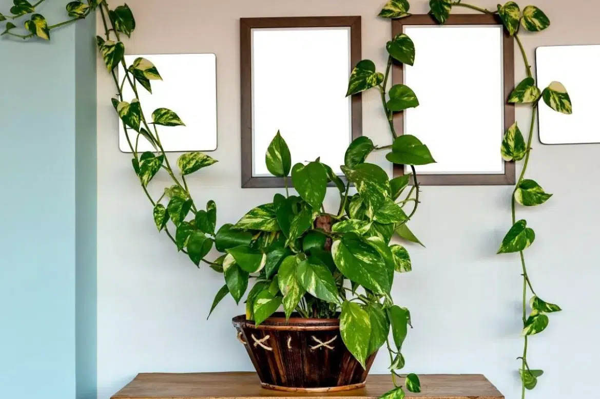 7 Plantas para Ter Dentro de Casas que Trazem Beleza e Bem-Estar