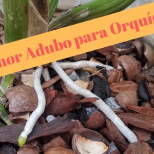 Adubos para Orquídeas: Florescimento e Cuidados e receitas