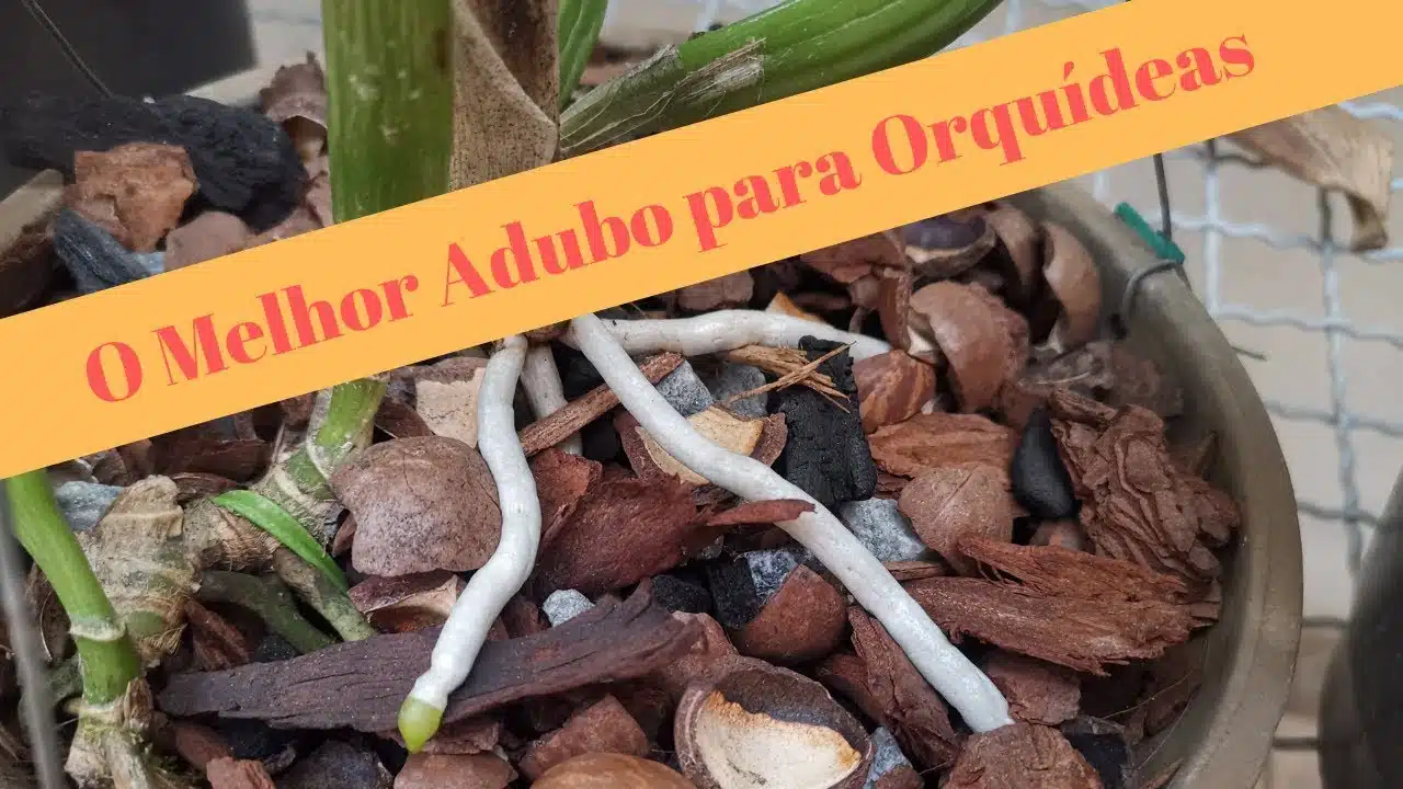 Adubos para Orquídeas Florescimento e Cuidados e receitas