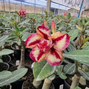 Como evitar fraudes ao comprar Rosas do Deserto pela internet