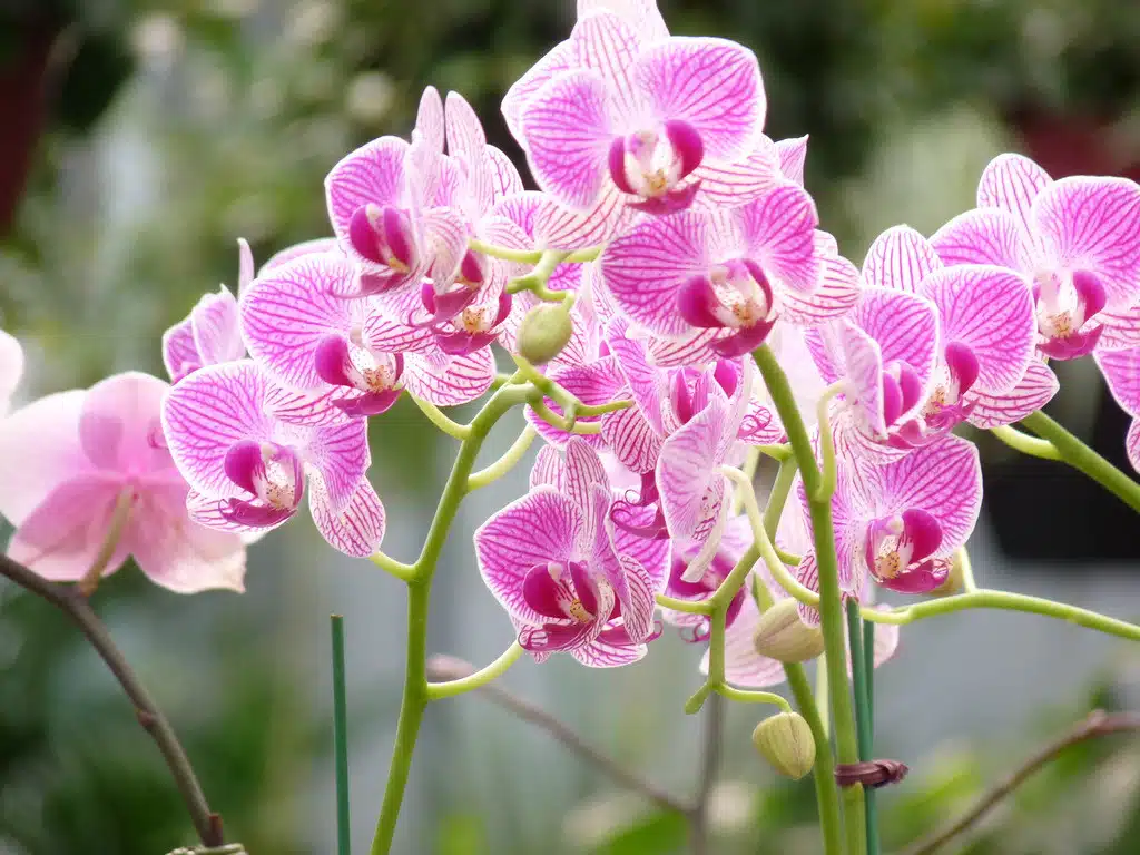 Cuidado de Orquídeas no Vaso: O Guia Indispensável!