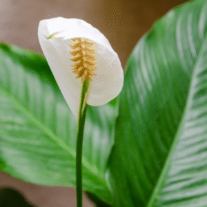 Flores que Podem Ser Cultivadas na Água