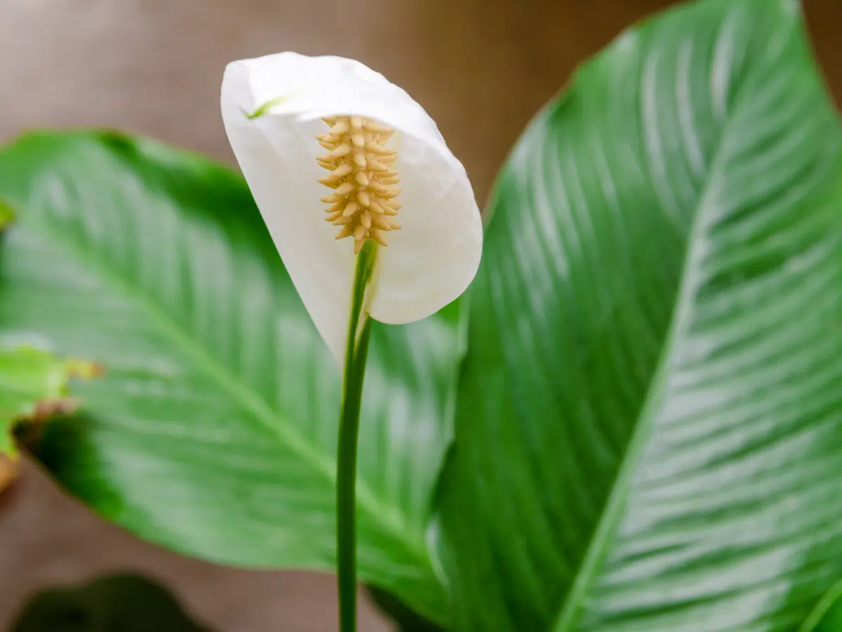 Flores que Podem Ser Cultivadas na Água