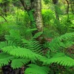 Guia Completo Como Plantar Samambaia em um Vaso de Plástico