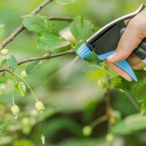 Os Melhores Fungicidas para tratar Doenças nas Rosas do Deserto