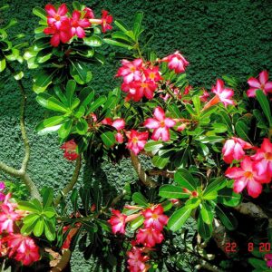 Os Melhores Substratos para Germinar Sementes de Rosas do Deserto