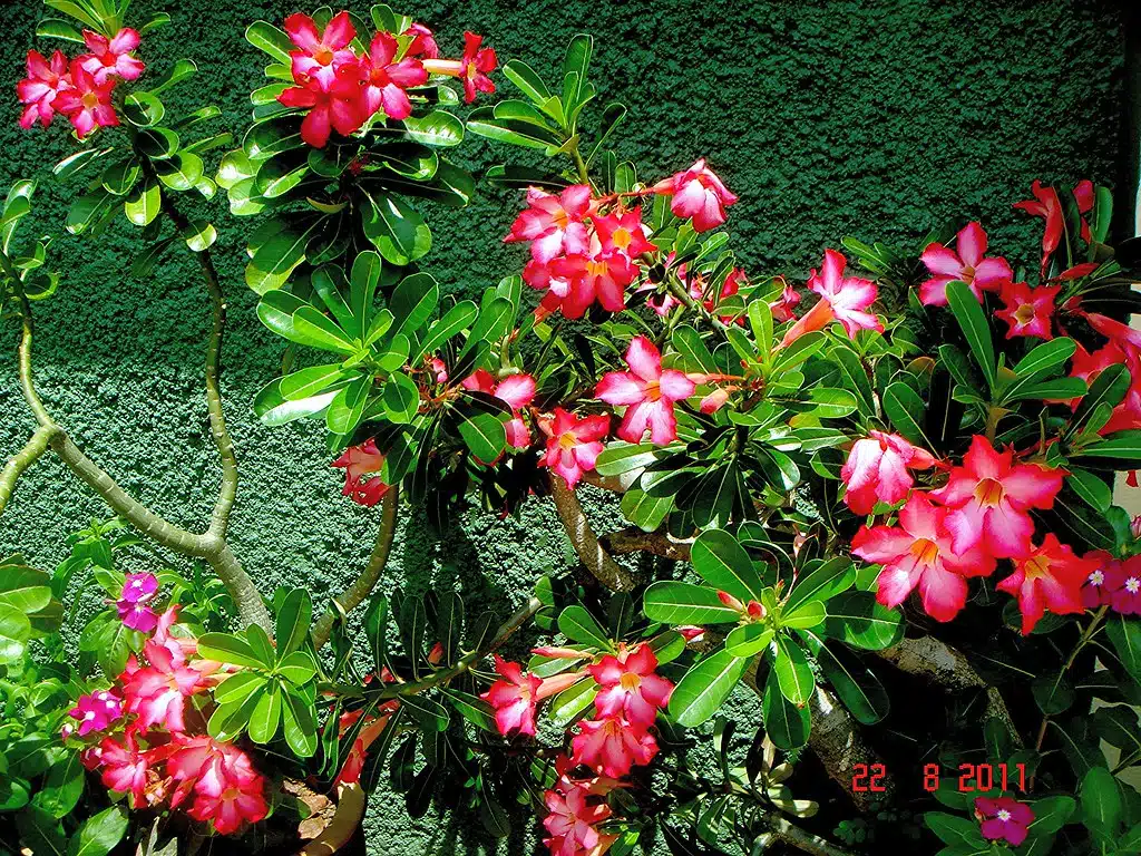 Os Melhores Substratos para Germinar Sementes de Rosas do Deserto