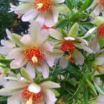 Para Que Serve a Planta Ora-pro-nóbis