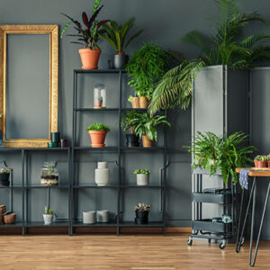 Plantas para Dentro de Casas com Pouca Luz