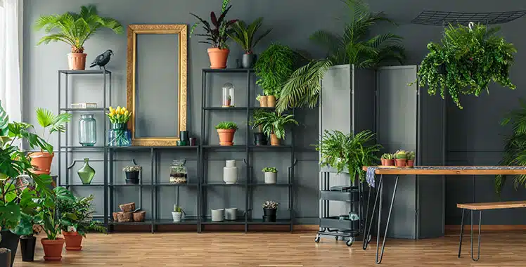 Plantas para Dentro de Casas com Pouca Luz