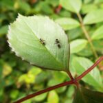 Remédio Caseiro para Matar Formigas nas Plantas