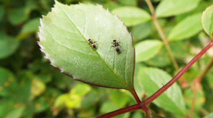 Remédio Caseiro para Matar Formigas nas Plantas