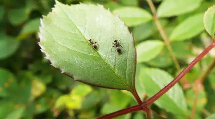 Remédio Caseiro para Matar Formigas nas Plantas