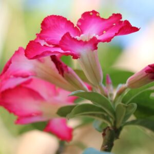 Sinais de estresse nas Rosas do Deserto e como solucioná-los