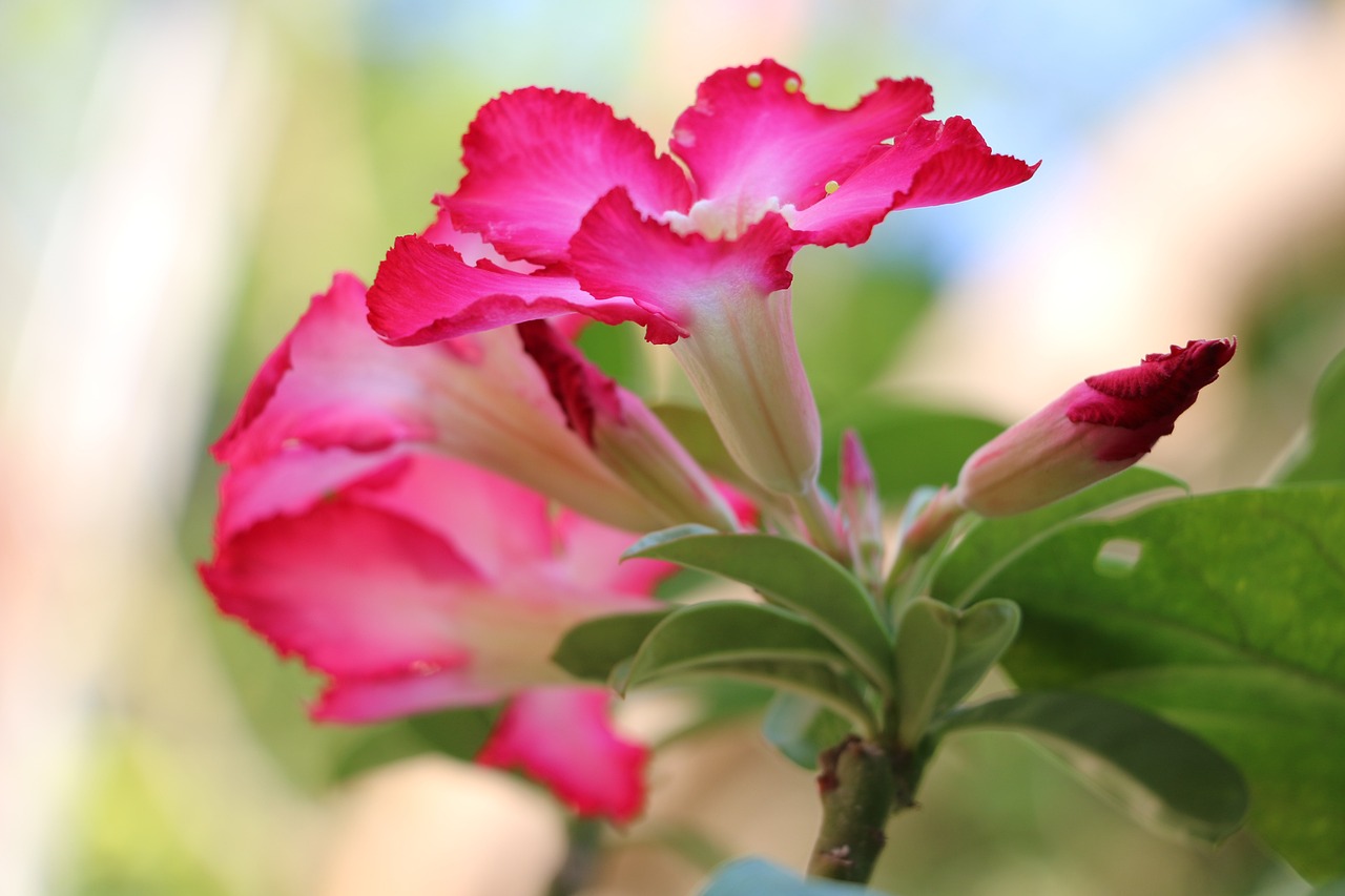 Sinais de estresse nas Rosas do Deserto e como solucioná-los
